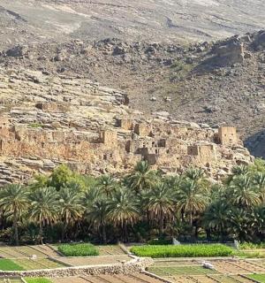 a group of palm trees next to a rocky mountain