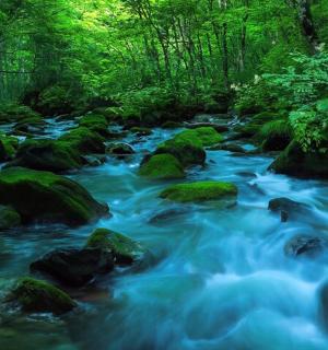 森林里有岩石和树木的河流