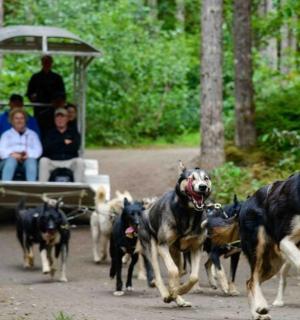 skupina psů táhnoucích golfový vozík s lidmi