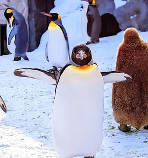 一群企鹅站在雪地里