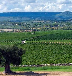a tree in the middle of a green field