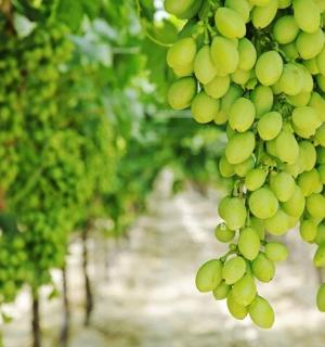 a bunch of green grapes hanging from trees