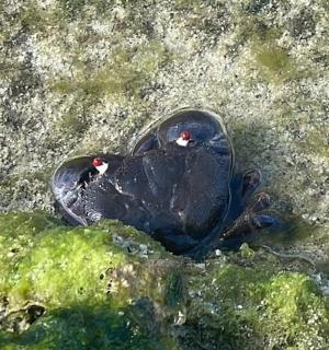 a shoe in the water with food on it
