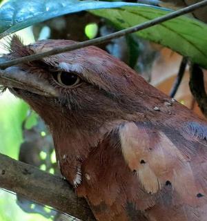 a bird is sitting on a tree branch