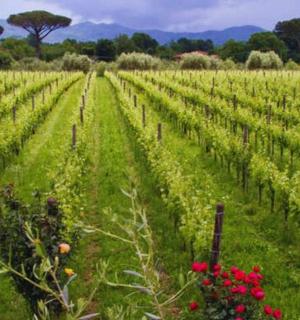 vinice s červenými květy na zeleném poli