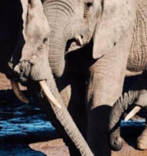 a group of elephants standing next to each other