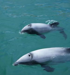两只海豚在水中游泳