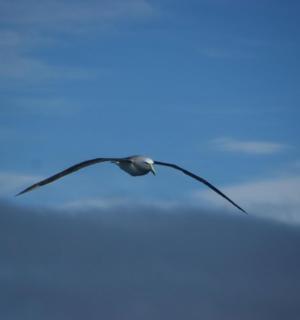 天空中飞翔的鸟