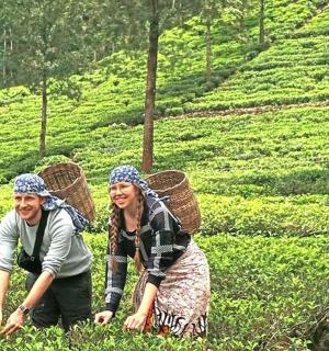 两名女子跪在茶园里