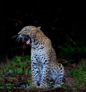 jaguár sedící na zemi s otevřenou tlamou