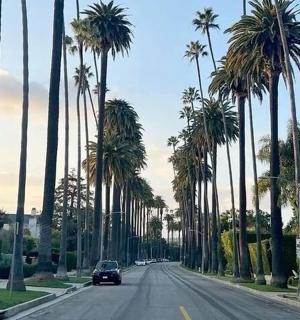 一辆汽车行驶在两旁种满棕榈树的街道上