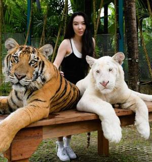 a woman standing next to two tigers on a table
