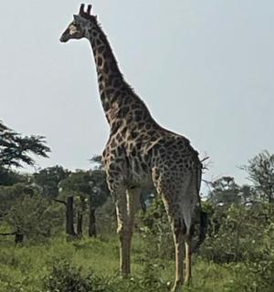 一只长颈鹿站在田野的草地上