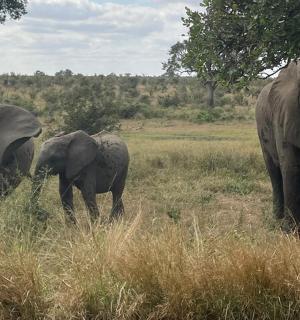 一群三头大象在田野里行走