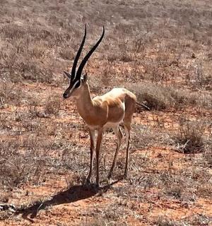 antilopa stojící uprostřed pole