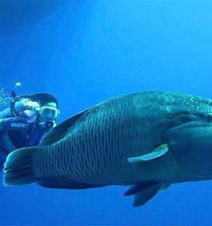 一名男子正在拍摄一条大鱼