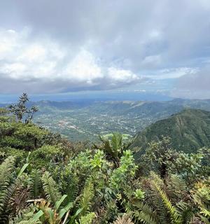 树木和植物的山景