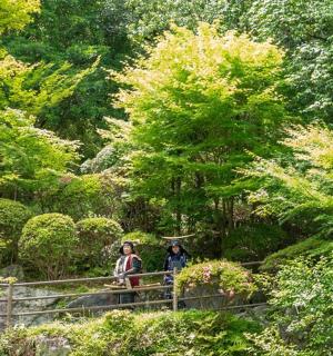 two people walking on a bridge in a forest