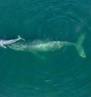 kaks delfiini ujuvad vees