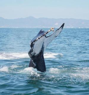 पानी में अपनी बाहें फैलाए एक डॉल्फिन