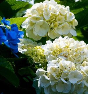 一簇白色花朵，还有一只蓝色的蝴蝶