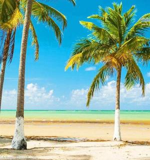 two palm trees on a beach with the ocean