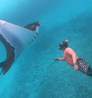 与海豚一起在水中游泳的人