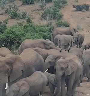 a herd of elephants standing on a dirt field