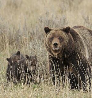 two bears walking in a field of tall grass