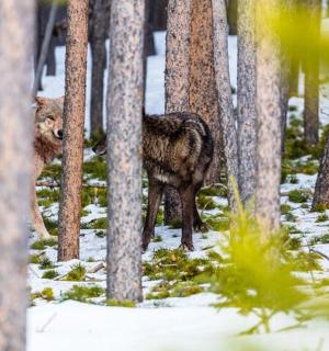 a deer standing in a forest with trees