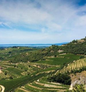 山上葡萄园的鸟瞰图