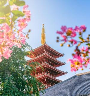 建筑物前有一座粉红色花朵的宝塔