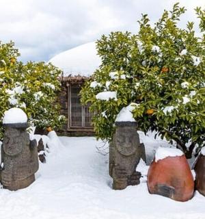 一个被雪覆盖的院子，院子里有两棵橘子树和一栋房子。