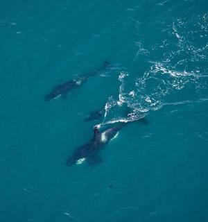 a group of dolphins swimming in the water