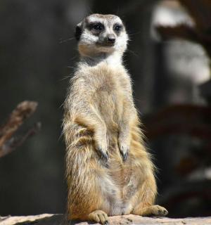 ein Erdmännchen, das auf einem Felsen steht