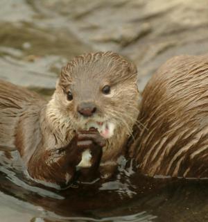 two brown otters eating food in the water