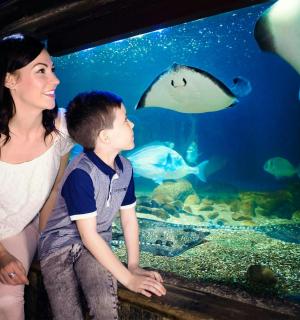 жена и дечак гледају рибе у акваријуму