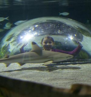 ein kleines Mädchen in einer Glaskugel mit einem Hai darin