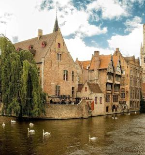 un grup de cignes flotant en un riu en una ciutat