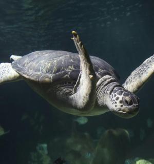 a green sea turtle swimming in the water