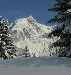 et snedækket bjerg med træer i forgrunden