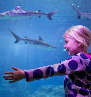 ein kleines Mädchen, das Haie in einem Aquarium betrachtet