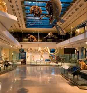 a museum with many dinosaur fossils on display