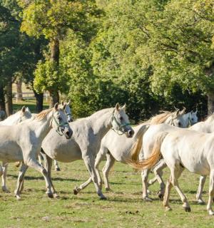 stádo bílých koní běžících na poli