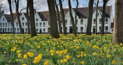 a field of yellow flowers in front of a white building