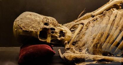 a skull of a animal laying on a table