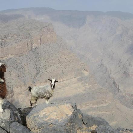 two goats standing on the edge of the grand canyon