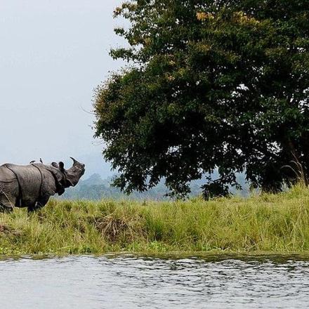 a rhino standing in the grass near a body of water