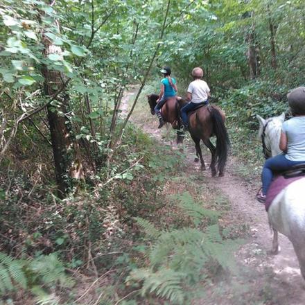 three people riding horses on a trail in the woods