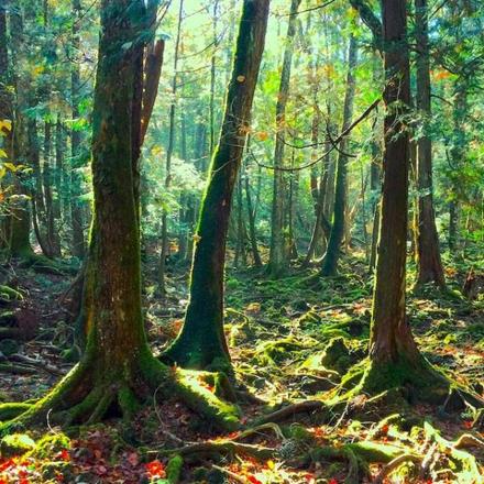 kawasan hutan dengan pokok dan daun di atas tanah
